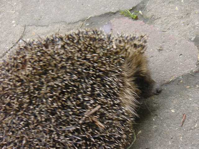 DSC01631.JPG