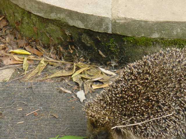 DSC01633.JPG