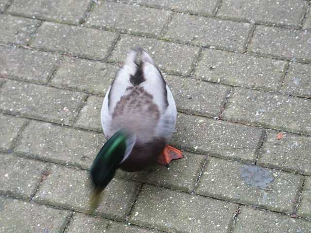 PICT3065.JPG
