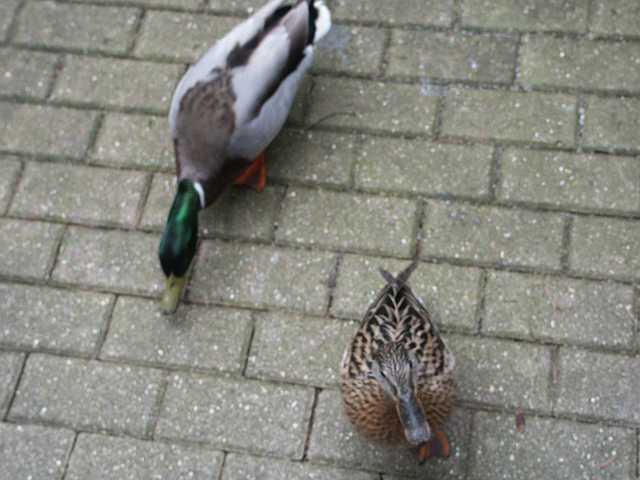 PICT3067.JPG