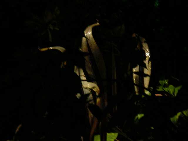 DSC02117.JPG