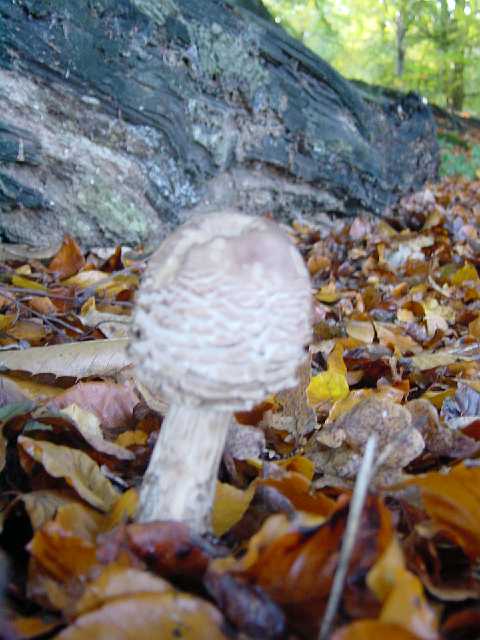 DSC02183.JPG