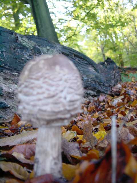 DSC02184.JPG
