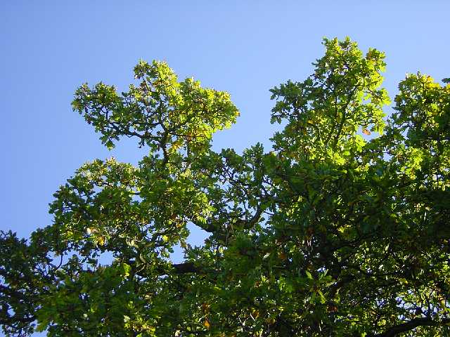 DSC02197.JPG