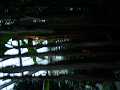 DSC02333